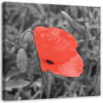 L&otilde;uenditr&uuml;kk Red Poppy Field 30x30 punane