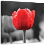 L&otilde;uenditr&uuml;kk Red Tulips Flowers 30x30 punane