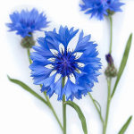 100 rukkililleseemet &ndash; poolmetsik permakultuur