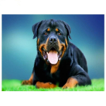 Teemantmaaling Rottweiler Loomad Koer Teemanttikandid Armsad lemmikloomad 5D Mosaiik Pildid 50X70CM black