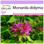 SAFLAX - Bergamoti / Oswego tee - 20 seemet - Monarda didyma