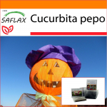 SAFLAX - Aed kotis - K&otilde;rvits - Laternak&otilde;rvits - 10 seemet - Substraadiga sobivas p&uuml;stises kotis - Cucurbita pepo