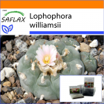 SAFLAX - Aed kotis - Peyote - 20 seemet - Substraadiga sobivas p&uuml;stijas kotis - Lophophora williamsii