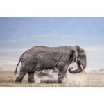 5D DIY Teemantmaali Loomade Rhinestone'i Piltide Ristpistekomplekt T&auml;ielik teemanttikandid Elevandi Mosaiik Kingitus Kodukaunistus Full Round 20x30CM