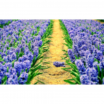 5D DIY Teemantmaal Tulbi Teemant Art Pilt T&auml;ielik Teemanttikandid Mosaiik Maastiku Ristpistes Kit Kodukaunistuse Kingitus Full Round 20x30CM