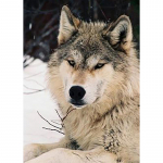 Teemantmaaling Wolf Animal 5D DIY T&auml;is&uuml;mmargune teemanttikandi komplekt Rhinestone ristpistes mosaiik kingitus seinakunst Kodukaunistus Full Round 20x30CM