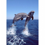 DIY Dolphin 5D Teemantmaal t&auml;isring puur Loom Teemanttikandid Ristpistes Mosaiik Komplektid Seinakunst Kodukaunistus Full Round 20x30CM