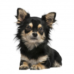 J541# Armas Chihuahua loomakleebis auto vin&uuml;&uuml;lkleebise veekindlal kaunistusauto kleebistel O-15cm-Longest Side