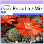 SAFLAX - Rebutia - 40 seemet - Rebutia Mix