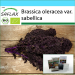 SAFLAX &ndash; Kingikomplekt &ndash; Orgaaniline &ndash; Lehtkapsas &ndash; Redbor &ndash; 50 seemet &ndash; Koos kinkekarbi, kaardi, etiketi ja potisubstraadiga &ndash; Brassica oleracea
