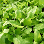 120 rohelist arroche seemet - iidne k&ouml;&ouml;givili - k&ouml;&ouml;giviljaaia meetod - paljundatavad talupojaseemned - SemiSauvage