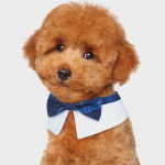 [Lemmikloom] Paelkaeluse dekoratsioon (Suur)