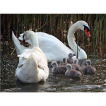 Teemantmaal Ilus lumi talvine maastik Teemanttikandid &uuml;mberringi puur Rhinestone 20X30CM