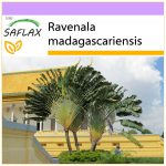 SAFLAX &ndash; R&auml;nduripuu &ndash; 8 seemet &ndash; Ravenala madagascariensis