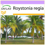 SAFLAX - Kuuba kuninglik palm - 8 seemet - Roystonia regia