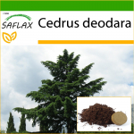 SAFLAX - India seeder - 35 seemet - Potisubstraadiga paremaks kasvatamiseks - Cedrus deodara