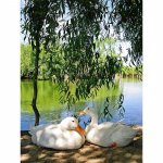 DIY 5D teemantmaal T&auml;is &uuml;mmargune Luik Teemanttikandid Mosaiik M&uuml;&uuml;k Loomapildid kivikividest Kunst Ristpiste komplekt Kingitus Full Round 20x30CM