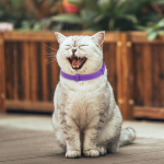 TPR rahustav kaelarihm reguleeritav 38 cm pinget v&auml;hendav kaelarihm veekindel, leevendab &auml;revust, eemaldab rahutuse lemmikloomatooted China Mainland