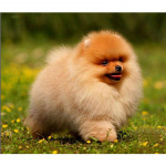 Teemantmaal ristpistes koer Pommeri n&auml;put&ouml;&ouml; 5d t&auml;isring mosaiik teemanttikandid 20X30CM