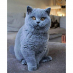 Kass DIY 5D Teemantmaal T&auml;is&uuml;mmargune puur Rhinestones Mosaiik Loom Teemanttikandid Ristpistekomplektid Kingitus Kodukaunistus 20X30CM punane