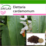 SAFLAX - Kardemon - 20 seemet - Potisubstraadiga paremaks kasvatamiseks - Elettaria cardamomum