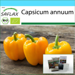 SAFLAX &ndash; Kingikomplekt &ndash; Orgaaniline &ndash; Paprika &ndash; Golden California Wonder &ndash; 20 seemet &ndash; Koos kinkekarbi, kaardi, etiketi ja potisubstraadiga &ndash; Capsicum annuum