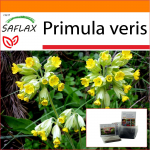 SAFLAX - Aed kotis - Priimula - 100 seemet - Substraadiga sobivas p&uuml;stijas kotis - Primula veris