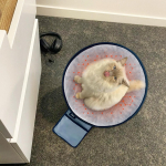 Koera k&uuml;ttepadi soojendav istmepadi 3 temperatuuriseadega K&uuml;lma ilma istmepadi lemmikloomadele naistele meestele juhtidele kontorisse CHINA