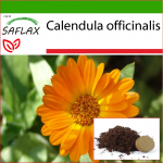 SAFLAX - Pot Marygold - 50 seemet - Potisubstraadiga paremaks kasvatamiseks - Calendula officinalis