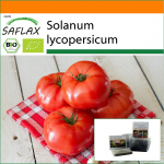 SAFLAX - Aed kotis - Orgaaniline - Tomat - Saint Pierre - 15 seemet - Substraadiga sobivas p&uuml;stijas kotis - Solanum lycopersicum