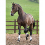 DIY Horse 5D Teemantmaal T&auml;isringi puur Loom Teemanttikandid Ristpistes Mosaiik Komplektid Kingitus Seinakunst Kodukaunistus Full Round 20x30CM