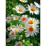 5D teemantmaaling Daisy T&auml;is&uuml;mmargune teemantmosaiikpilt Teemantlilled Kodukaunistuse kingitus Full Round 30x40CM