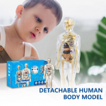 3D anatoomia inimmudel lastele, inimese torso keha anatoomia l&auml;bipaistev mudel, eemaldatav anatoomia mudel, teadusm&auml;nguasi lastele ja &otilde;petajatele One Size