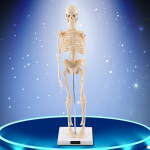 1 tk Inimese skeleti anatoomiline mudel Meditsiiniline anatoomiline &otilde;ppevahend alusega