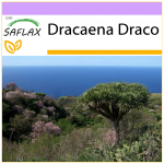 SAFLAX &ndash; Draakonipuu &ndash; 5 seemet &ndash; Dracaena Draco