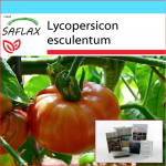 SAFLAX - Kinkekomplekt - Tomat - Roosa Brandywine - 10 seemet - Koos kinkekarbi, kaardi, etiketi ja potisubstraadiga - Lycopersicon esculentum
