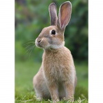 DIY Rabbit 5D Teemantmaal t&auml;isring puur Loom Teemanttikandid Ristpistes Mosaiik Seinakunst Kodukaunistuse kingitus Full Round 20x30CM