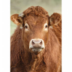 DIY lehm 5D teemantmaal t&auml;isring puur Loom Teemanttikandid Ristpistes mosaiikkomplektid Seinakunst Kodukaunistus Full Round 20x30CM