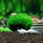 3-4cm Marimo Moss Balls Elustaim Akvaariumile Vetikad Kala Krevettide Paagi Kaunistus Simulatsioon Rohelised Vetikapallid Kunsttaim