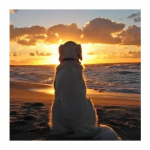 T&auml;ielik 5D teemantmaaling p&auml;ikeseloojanguga koerte teemanttikandiga ristpistes kodukaunistusega k&auml;sitsi valmistatud kingitused Round 25x25cm