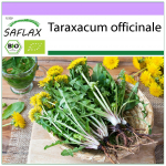 SAFLAX &ndash; Orgaaniline &ndash; V&otilde;ilill &ndash; 400 seemet &ndash; Taraxacum officinale