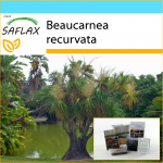 SAFLAX &ndash; kinkekomplekt &ndash; hobusesabapalm &ndash; 10 seemet &ndash; kinkekarbi, kaardi, etiketi ja potisubstraadiga &ndash; Beaucarnea recurvata
