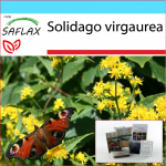 SAFLAX &ndash; kinkekomplekt &ndash; Kuldpulk &ndash; 100 seemet &ndash; Koos kinkekarbi, kaardi, etiketi ja potisubstraadiga &ndash; Solidago virgaurea