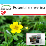 SAFLAX &ndash; kinkekomplekt &ndash; h&otilde;berohi &ndash; 20 seemet &ndash; kinkekarbi, kaardi, etiketi ja potisubstraadiga &ndash; Potentilla anserina