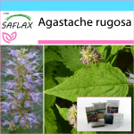 SAFLAX &ndash; kinkekomplekt &ndash; Korea piparm&uuml;nt &ndash; 1200 seemet &ndash; Koos kinkekarbi, kaardi, etiketi ja potisubstraadiga &ndash; Agastache rugosa