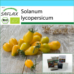 SAFLAX &ndash; kinkekomplekt &ndash; Orgaaniline &ndash; Tomat &ndash; Kollane allveelaev &ndash; 10 seemet &ndash; Koos kinkekarbi, kaardi, etiketi ja potisubstraadiga &ndash; Solanum lycopersicum