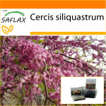 SAFLAX - Aed kotis - Armastajapuu - 60 seemet - Substraadiga sobivas p&uuml;stijas kotis - Cercis siliquastrum