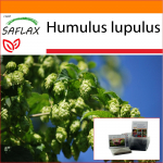 SAFLAX - Aed kotis - Harilik humal - 50 seemet - Substraadiga sobivas p&uuml;stijas kotis - Humulus lupulus