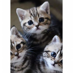 5D DIY Teemantmaaling Kassi t&auml;isring puur Teemanttikandid Ristpistes Loomad Rhinestones Mosaiik Kodukaunistus Kunst Kingitus Full Round 20x30CM