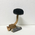 Kalapaak Taim Samblapuu Kaunistused Haljastus Puittaimede juured Triivpuit Veetaimed Rohi Akvaariumi Aksessuaarid (Ei mingit sammalt) height 10-15cm